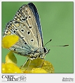 Robertino_Radovix-2013-0515-Macro (47)